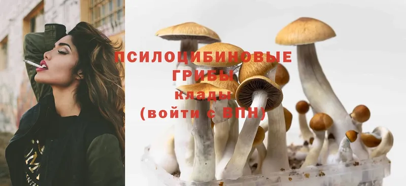 Псилоцибиновые грибы Psilocybine cubensis  Губкин 